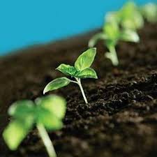 See more ideas about ceramics, wellness design, ceramic pottery. 31 Growing Microgreens Ideas Microgreens Growing Microgreens Growing