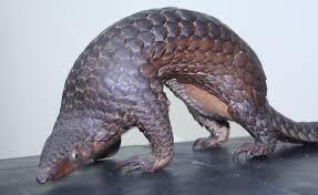 Caring for exotic pet is not a crime Saving The Pangolin Philippines Fight Against The Illegal Wildlife Trade Ibol Barcode Bulletin
