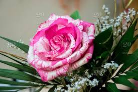 Beautiful tender gentle delicate flower background with small pink flowers. Single Beautiful Pink Rose Close Up Of A Flower In A Flower Shop With Green Background Blooming Rose Bouquet For 8 March Mother S Day Women S Day Valentine S Day Blossom Wedding Flowers Hop