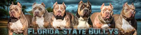 Jul 11, 2021 · xl american bully puppies for sale below are our available puppies. Xl American Bully Breeders In Florida Florida State Bullys