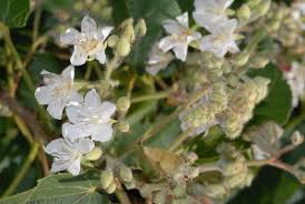 Image result for Dombeya kirkii