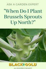 When Do I Plant Brussels Sprouts Up North Brussel Sprouts Sprouts Brussel