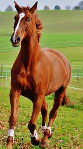 Download in ultra high definition 4k, horse wallpaper designed for your phone. Brown Horse With Background Of Green Hills 4k Hd Horse Wallpapers Hd Wallpapers Id 56806