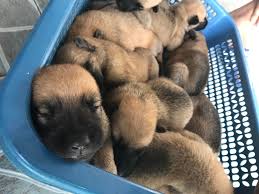 Check spelling or type a new query. A Crate Full Of Happiness Belgian Malinois X German Shepherd Belgianmalinois