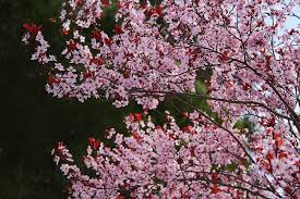 We offer unique and rare fruit and nut trees, shrubs, and vines. Light Colour Shade Spring Colours White Purple Leaf Plum And Cherry Tree In Flower