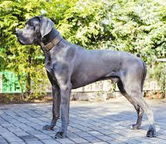 Two of the females are brindle in color. All You Need To Know About Great Dane Bull Mastiff Mix Bull Daniffs