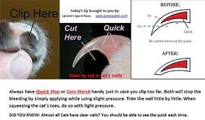 trim your cat s nails