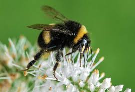 Bumblebee has similar appearances, they have different bumble bee can be described as beneficial insects. Bumble Bees Vs Honey Bees Terminix