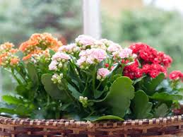 Kalanchoe Widow S Thrill Care Growing Watering Requirements Propagation Plant Index