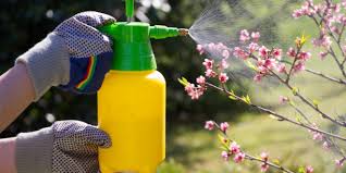 Ungeziefer in haus, wohnung oder garten können einem das leben zur hölle machen. Ungeziefer Im Garten Wirksame Mittel Gegen Ohrenkneifer Silberfische Co