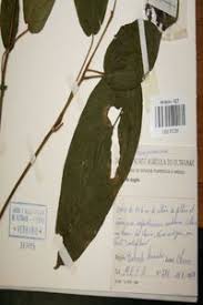 Image result for Maesobotrya