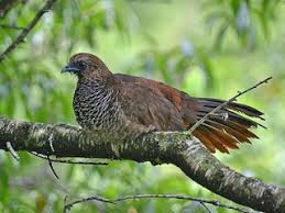 Image result for Chassalia umbraticola