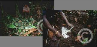 The chimp, bonobo legends of lost apes of the congo basin go back more than a century and inspired the 1980 novel congo locals told him about giant apes with a reputation for killing lions. Lion Killers Album On Imgur