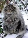 10 Large Cat Breeds: All The Basics About Big ... - Care