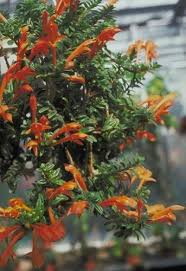 Image result for Tristellateia africana