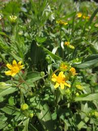 Image result for Landolphia glabra