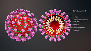 An additional mechanism facilitating viral cell entry and subsequent damage. Canada S Citf Partners With Cihr To Support 22 Studies Investigating Covid 19 West Island Blog
