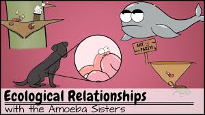 Some of the worksheets displayed are amoeba sisters answer key, amoeba sisters video recap alleles and genes, amoeba sisters genetic drift answer keys, multiple allele work answers, amoeba sisters. Dna Chromosomes Genes And Traits An Intro To Heredity Youtube