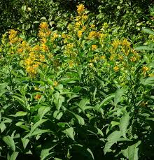 Image result for Cestrum