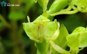 Image result for Habenaria dregeana