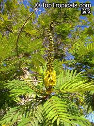 Image result for Peltophorum africanum