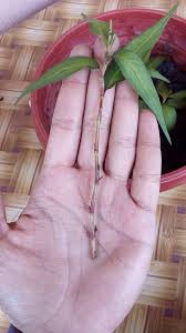 Tak payah dah beli daun kesum. Cara Mudah Tanam Daun Kesum Dalam Baldi Di Balkoni