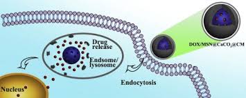 The american cancer society provides detailed information on prostate cancer and its treatment. Cancer Cell Membrane Cloaked Mesoporous Silica Nanoparticles With A Ph Sensitive Gatekeeper For Cancer Treatment Sciencedirect