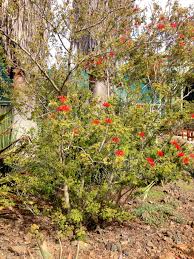 Image result for Calliandra tweedii