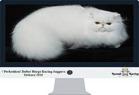 Anak kucing persia hasil persilangan dengan kucing anggora. Perhatikan Daftar Harga Kucing Anggora Terbaru 2020