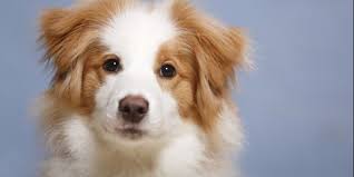 Check spelling or type a new query. 100 Best Girl Dog Names Cute Unique Female Puppy Name Ideas