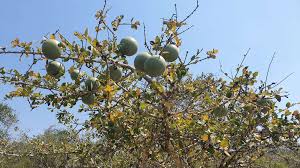 Image result for Inhambanella henriquesii