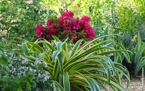 Image result for Agapanthus praecox