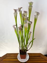 Image result for Zonotriche