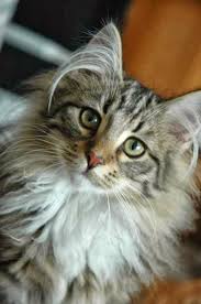 Do you have a cat, or cats, with ear tufts? Those Are Some Epic Ear Tufts P M Norwegian Forest Cat Forest Cat Cats