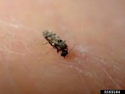 1) reduce outdoor lighting or relocate it away from now you know how to get rid of midges, take a look at our tips on warding off mosquitoes and other summer insects here. What Are No See Ums Learn How To Get Rid Of Biting Midges