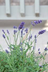 A Planting And Growing Guide To Lavender The Lavender Homefront In 2021 Lavender Plant Growing Lavender Plants