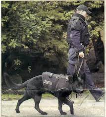 Animal farm why did napoleon attempt to take out boxer along with the other animals he ordered to kill? Animal Farm Dogs