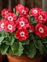 Image result for Pelargonium domesticum round-leaved bushy