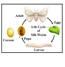 Check spelling or type a new query. What Is Sericulture Explain The Life Cycle Of Silk Worm