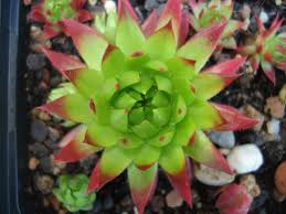 Autumn Fire Ex Jovibarba Stauden Pflanzen Pflanzen Steingartenpflanzen