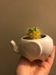 A healthy cactus will maintain its color. Why Is My Cactus Yellowing And Dying Gardening Landscaping Stack Exchange