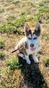 Maybe you would like to learn more about one of these? Husky Puppies For Adoption In Maine The Y Guide