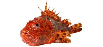 Maybe you would like to learn more about one of these? Come Cucinare Scorfano Cucinarepesce Com