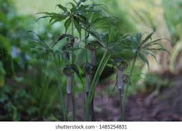 Image result for Arisaema mildbraedii