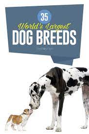 35 World S Largest Dog Breeds By Weight And Where They Come From