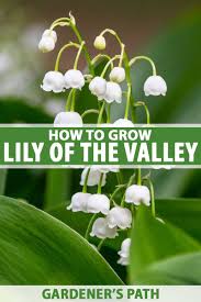 how to grow lily of the valley a fragrant shade lover