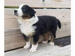 In case you do not have a dog yet, but would like one to travel with you; English Shepherd Puppy For Sale In Eugene Oregon Puppies For Sale Near Me