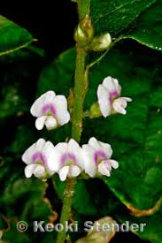 Image result for Neonotonia wightii