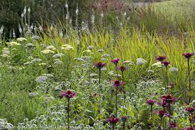 Image result for Panicum ephemerum