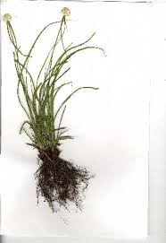 Image result for Kyllinga appendiculata